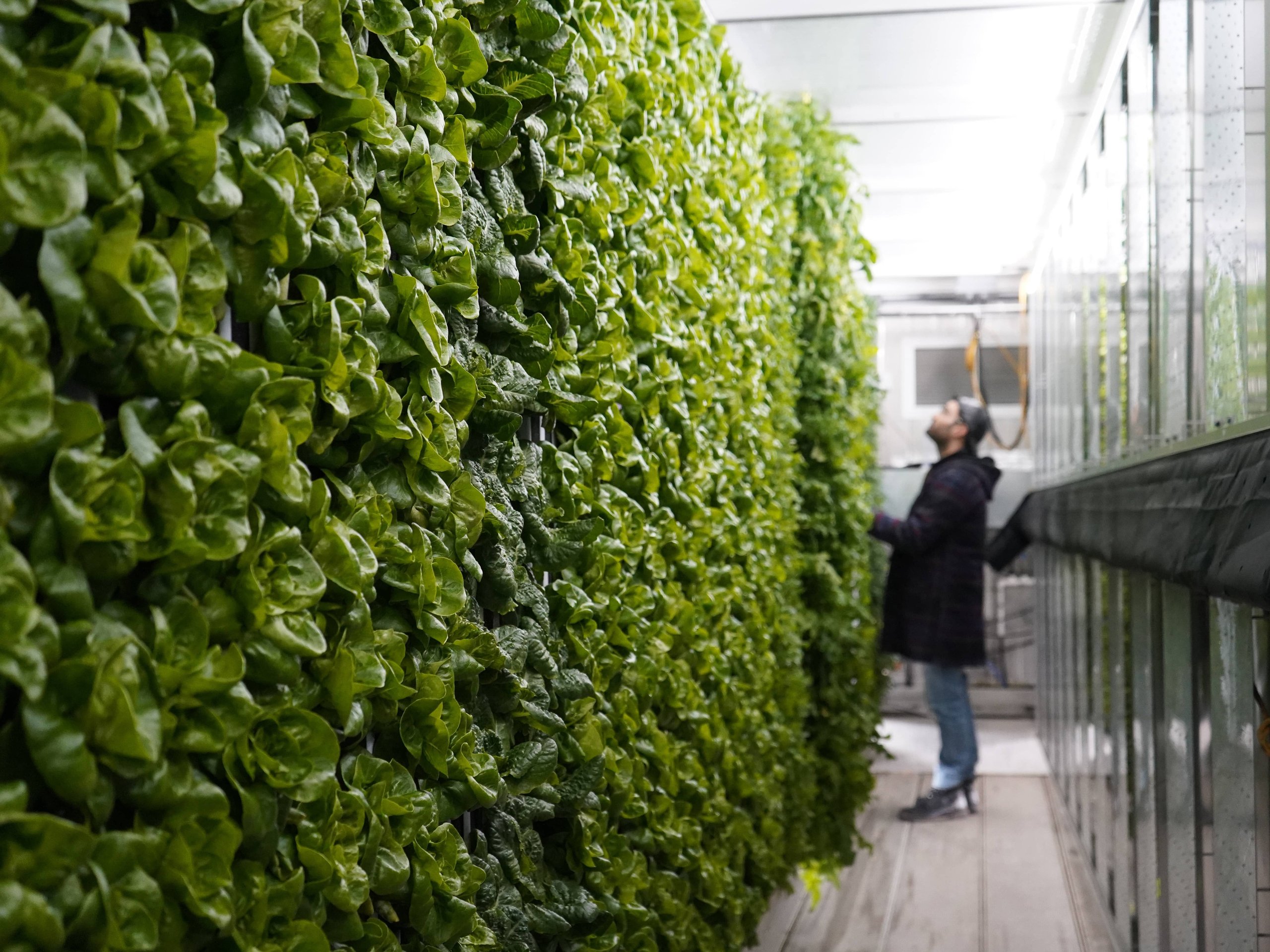 Container farming with the Greenery S